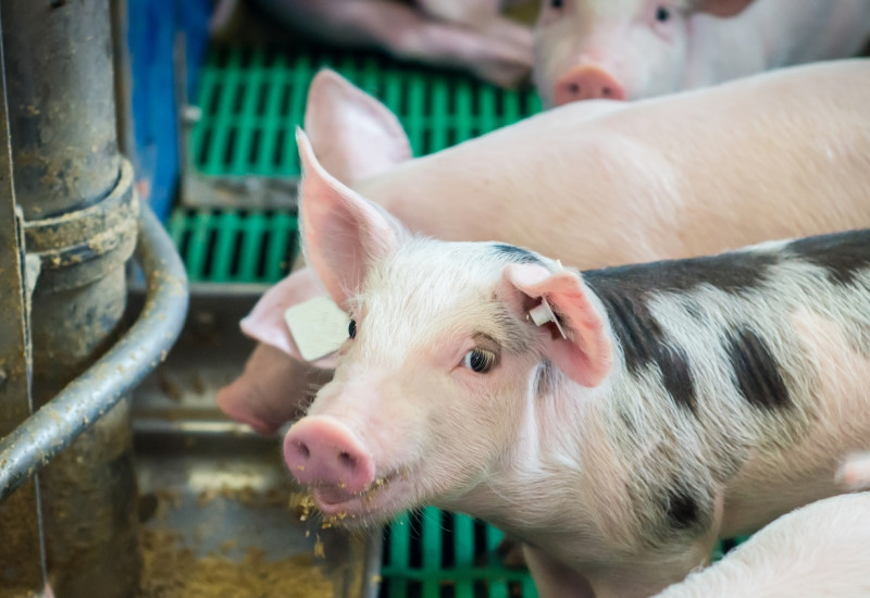 Schweine werden automatisch in einem Stall gefüttert.