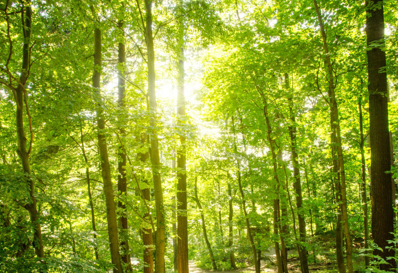 Die Sonne scheint durch ein grünes Blätterdach im Wald