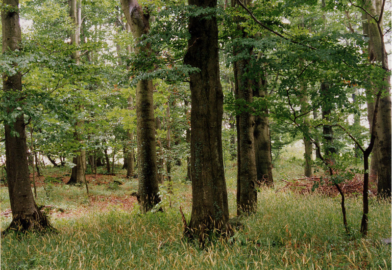 Bild eines naturnahen Waldgersten-Buchenwald mit Humusform Mull