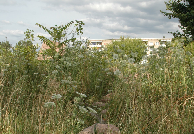 Hohes Gras und Büsche, im Hintergrund ein Plattenwohnblock.