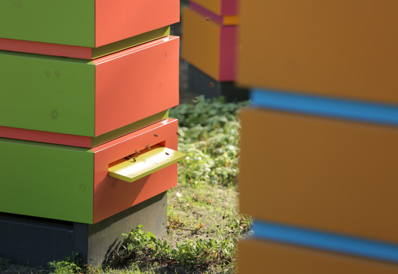 Nahaufnahme eines bunten Bienenkastens inkl. Bienen
