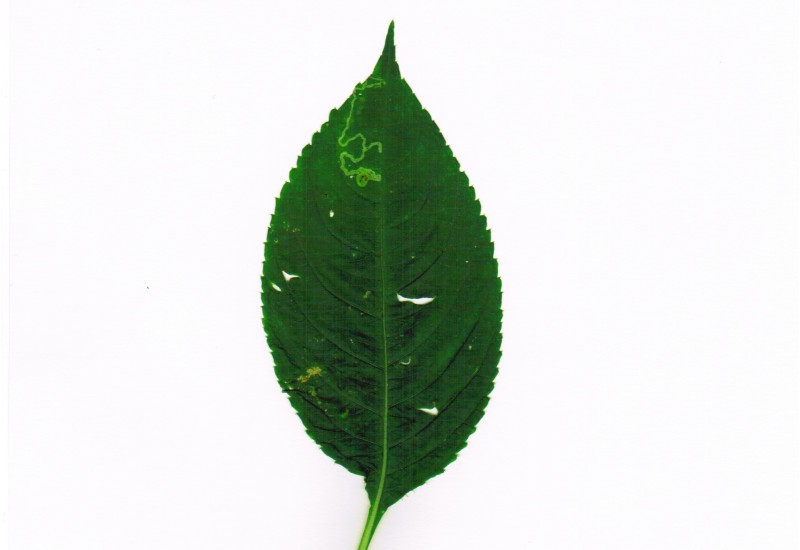 ein grünes Blatt