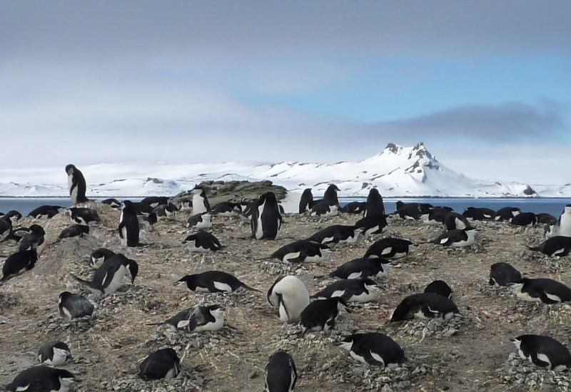 The retreat of the Antarctic sea ice is also a threat to chinstrap penguins 