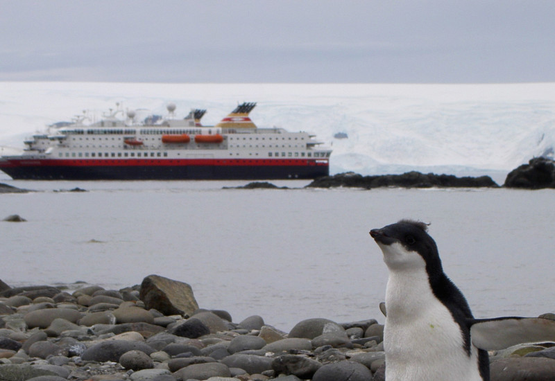 Im Vordergrund steht ein junger Pinguin auf steinigem Boden. Er breitet seine Flügel aus. Im Hintergrund fährt ein Kreuzfahrtschiff auf dem antarktischen Meer vorüber. 