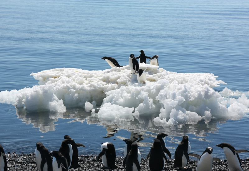 Eine Gruppe Adeliepinguine steht am Wasser. Fünf weitere stehen auf einer nahen Eisscholle. 
