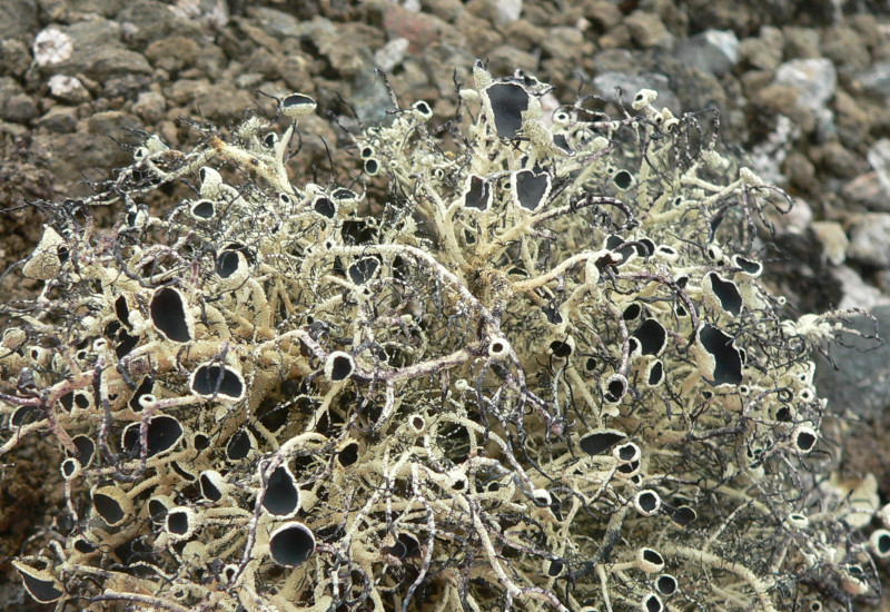 Lichens such as these beard lichen make up the majority of Antarctica's vegetation. 