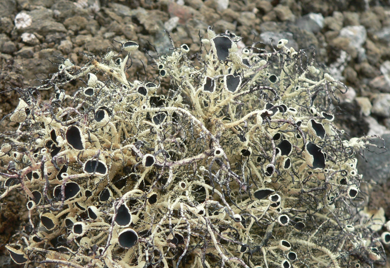 Eine gelblich-beige stark verzweigte und sehr feingliedrige Flechte wächst auf steinigem Boden.
