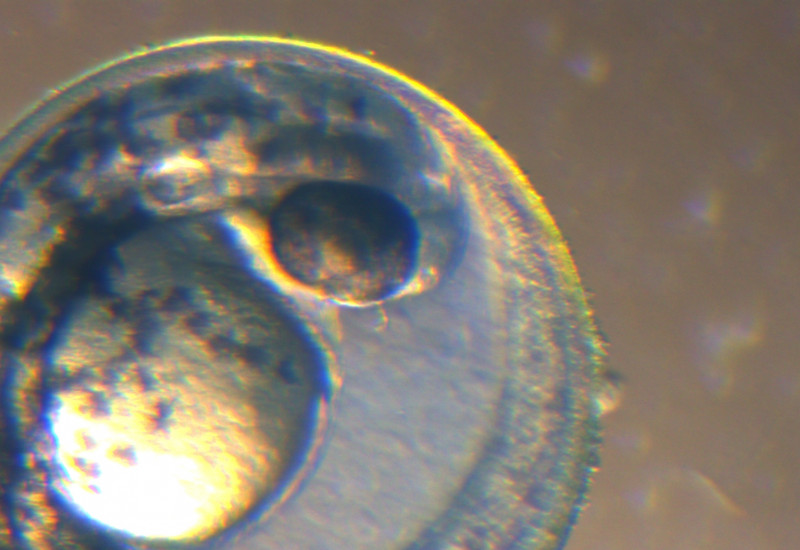 Ein Fischembryo im Testgefäß.