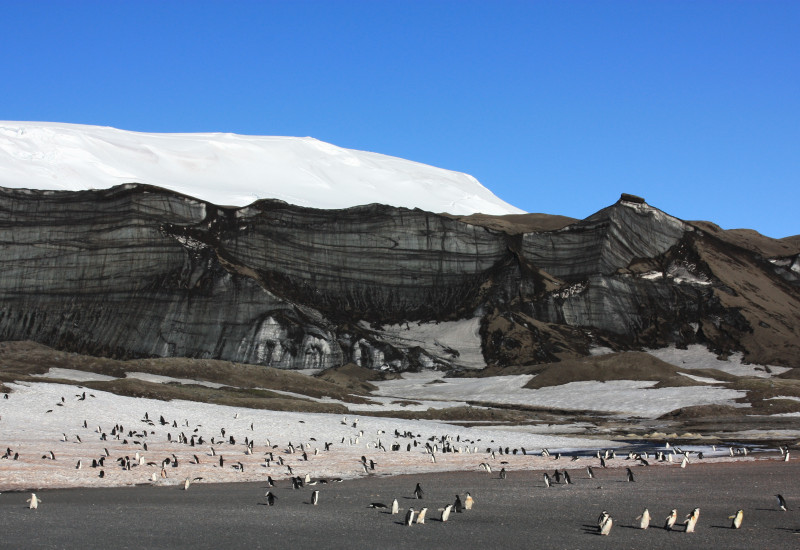 Im Vordergrund läuft eine große Gruppe Pinguine auf die Kamera zu. Im Hintergrund sieht man Berge.