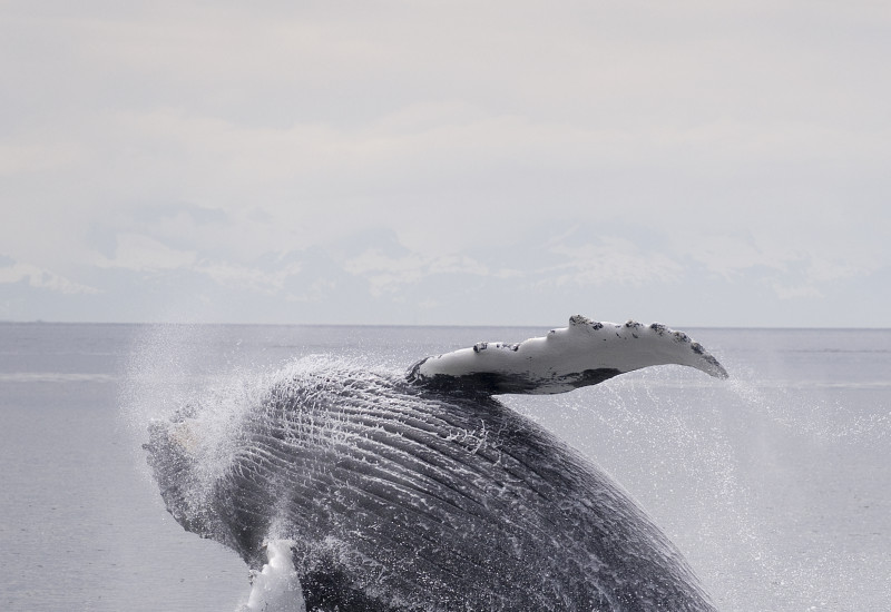 humpback whale 