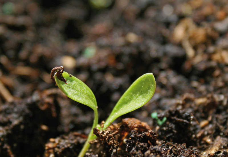 The picture shows a seedling emerging from moist, dark soil.