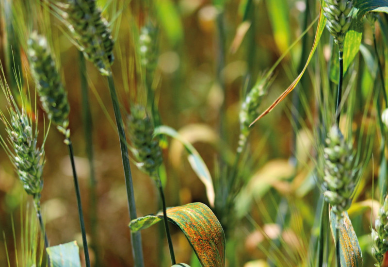 The picture shows a detailed view of cereal plants infested with brown rust.