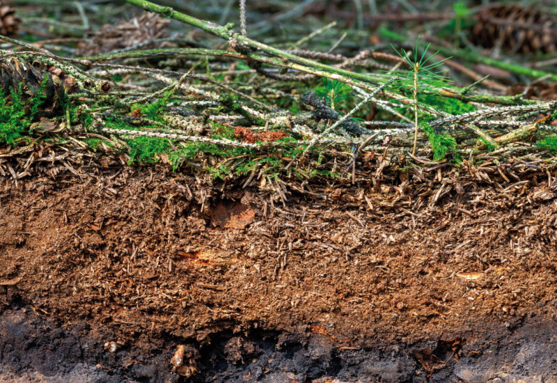 The picture shows the soil profile of a forest. The A (or upper) horizon is formed by a massive humus layer. The surface is covered in twigs, cones and needles.