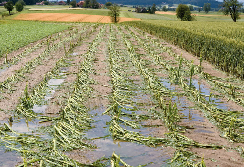 Das Bild zeigt ein Maisfeld nach einem Unwetterereignis. Die Maispflanzen sind stark beschädigt und abgeknickt. Auf dem Boden zwischen den Pflanzen steht noch immer das Wasser.