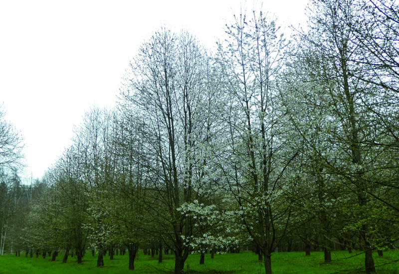 The picture shows a seed plantation in flower, as well as high trees. In the grassland between the trees, tyre tracks are visible.
