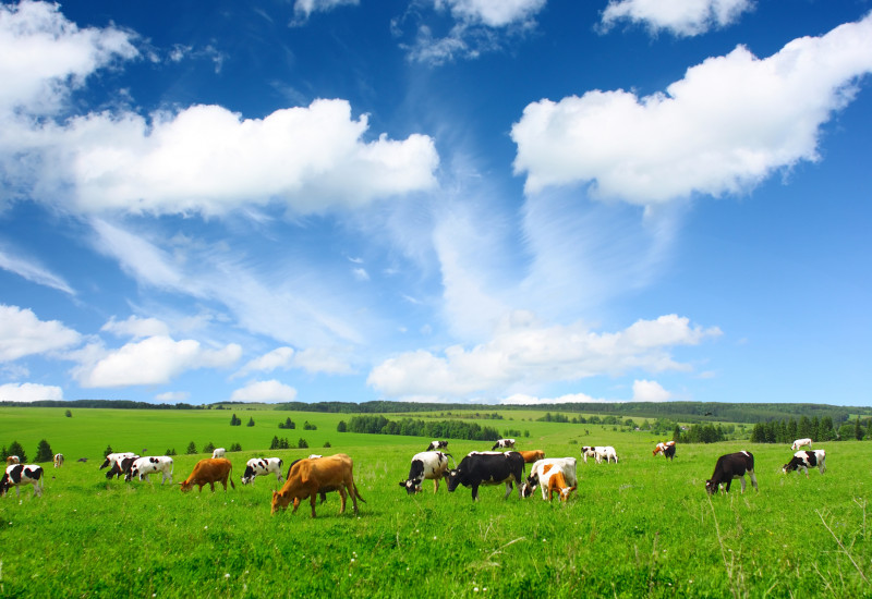 im unteren Bildrand: Kuhherde auf einer grasgrünen Weide, die weiden; im oberen Bildrand: blauer Himmel mit vielen Wolken