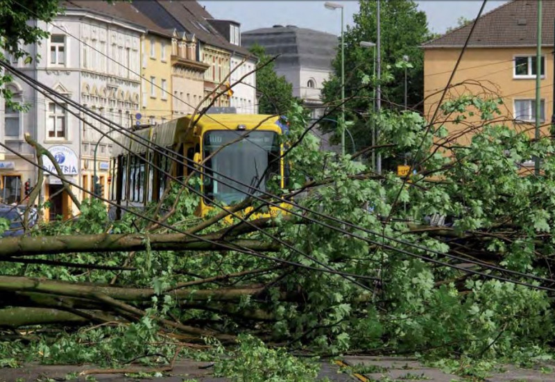 BaumAdapt - Titelbild des Handlungsleitfadens mit umgestürztem Baum