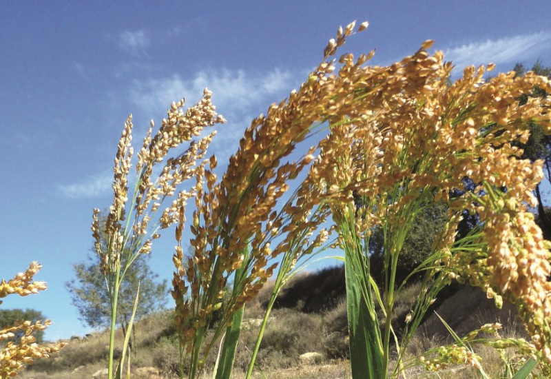 The picture shows a close-up of a field with flowering millet plants. 