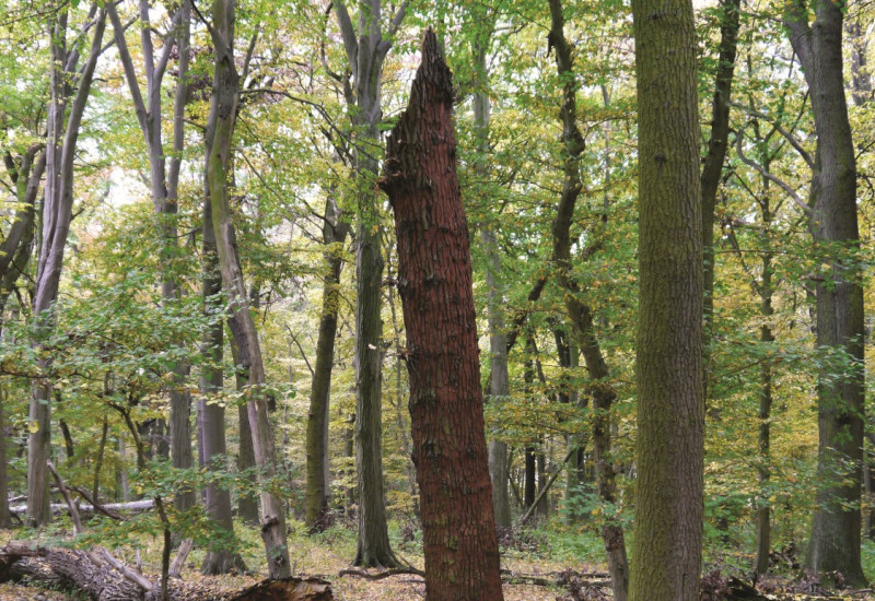 The picture shows a sparse near-natural forest with deciduous trees. A tree has broken off at a great height. A large broken trunk lies on the ground.  