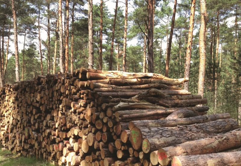 Das Bild zeigt ein Holzlager entlang eines Waldweges. 