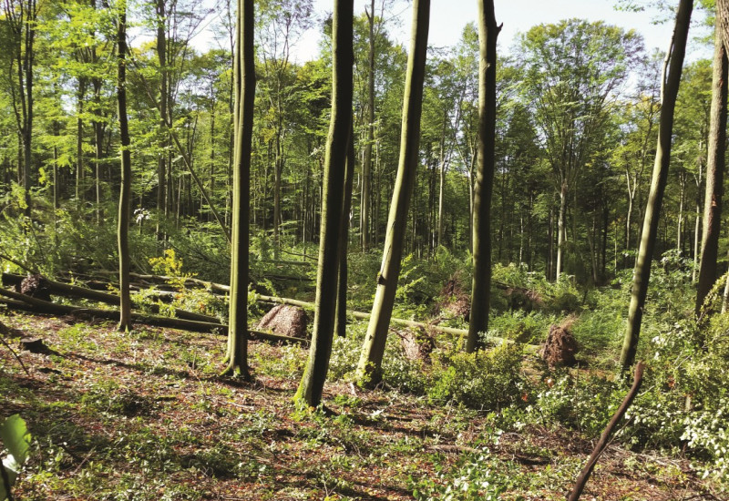 Das Bild zeigt einen Wald mit Buchen. Zahlreiche Bäume liegen entwurzelt am Boden. 