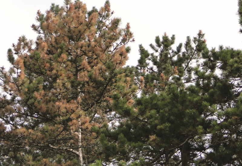 The picture shows a pine crown with severe drought damage.