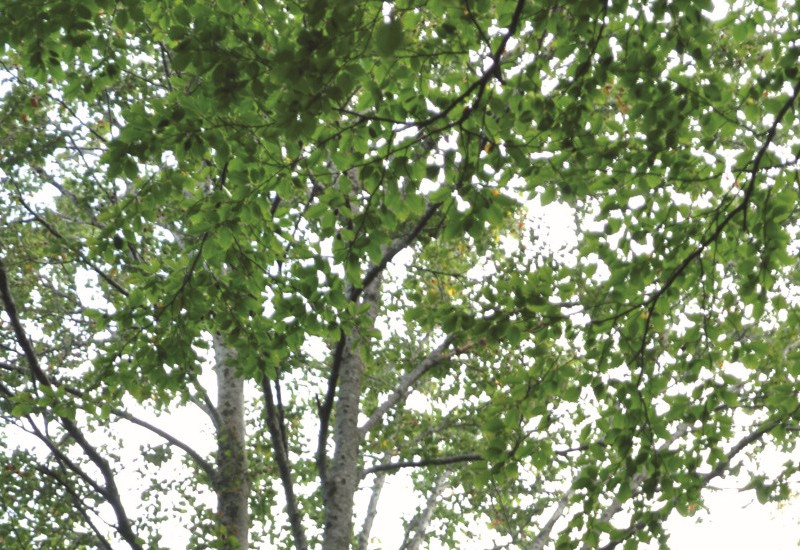 The picture shows a tree climber working high up in the crown of a deciduous tree. 
