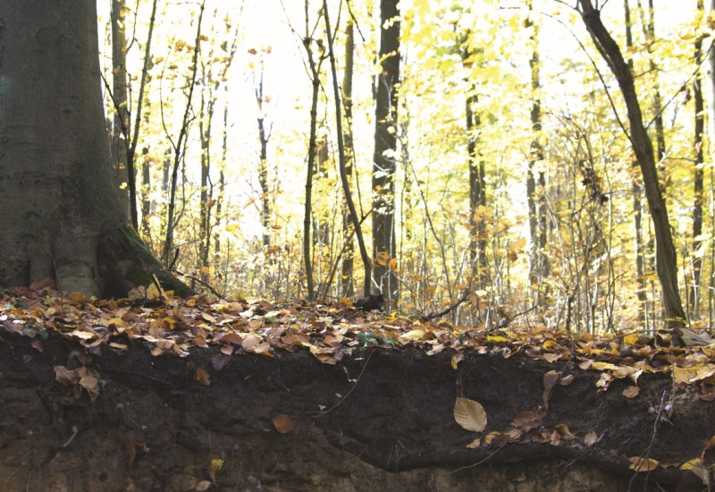 The picture shows the soil profile of a forest. The upper horizon is formed by a thick layer of humus.