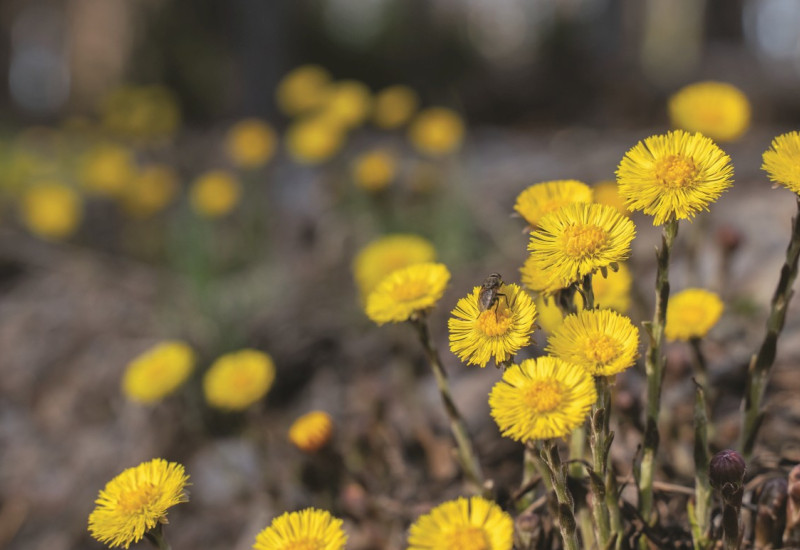 The picture shows a coltsfoot in flower. 