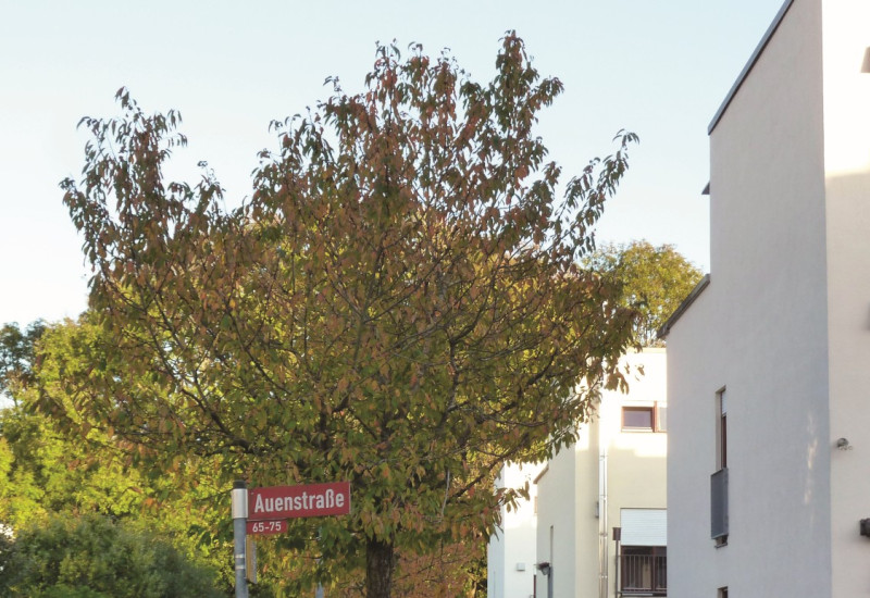 The picture shows the access road of a terraced housing estate. In the foreground, a street sign designates the street as Auenstraße.
