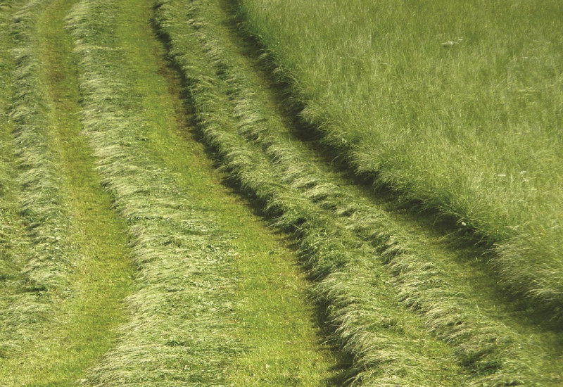 The picture shows a mown permanent grassland where the freshly cut grass is still lying in rows. 