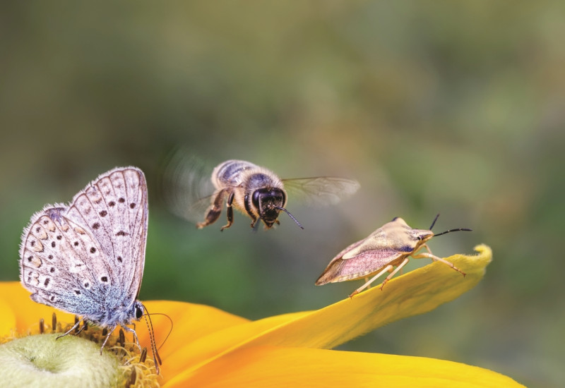 The picture shows a close-up of a yellow flower on which a butterfly (blue butterfly) and a bug are sitting. A bee is just approaching.
