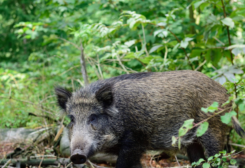 Wildschein im Wald