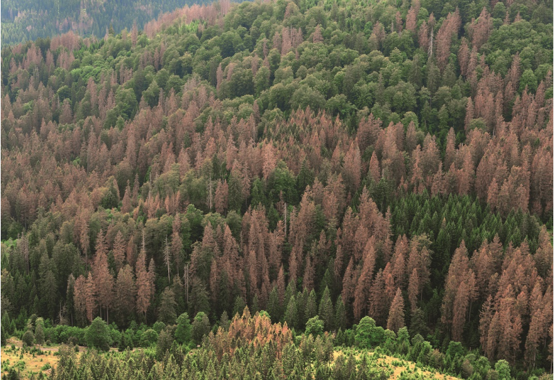 The picture shows a slope densely covered with conifers. About a third of the spruces have died. 
