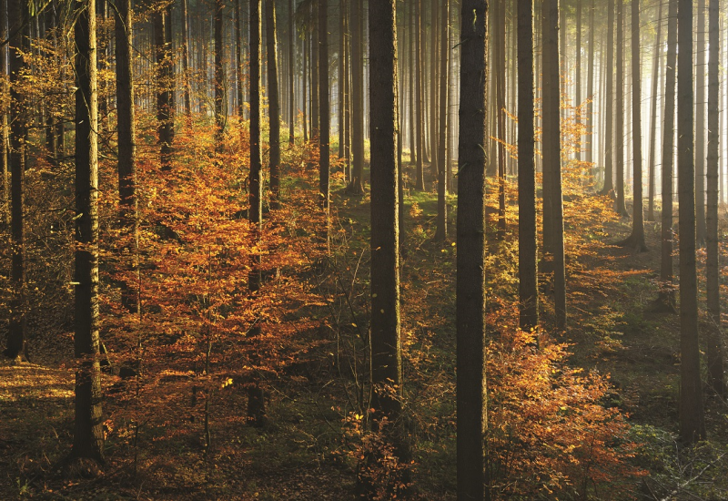 The picture shows an autumnal spruce forest with numerous young beech trees growing up on the ground.