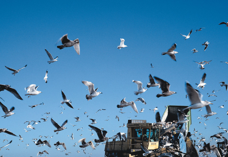 garbage dump and seagulls
