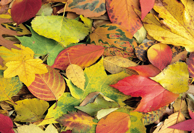 viele bunte Herbstblätter
