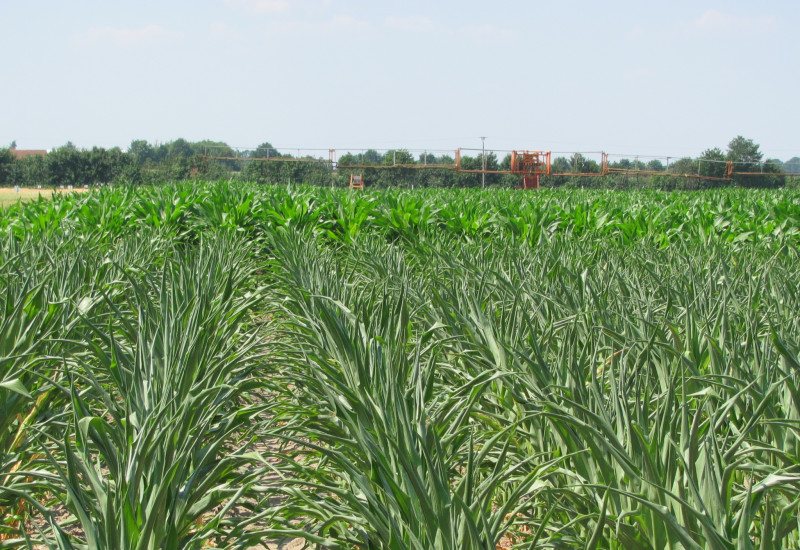 Im Vordergrund unberegneter Mais und im Hintergrund beregneter Mais im Vergleich zu sehen
