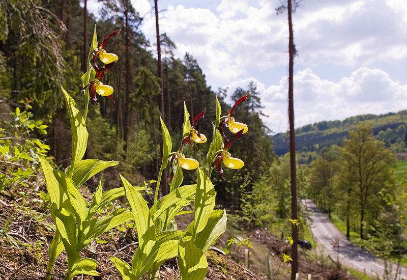 Gelbe Blume Frauenschuh an einem Hang am Waldrand.