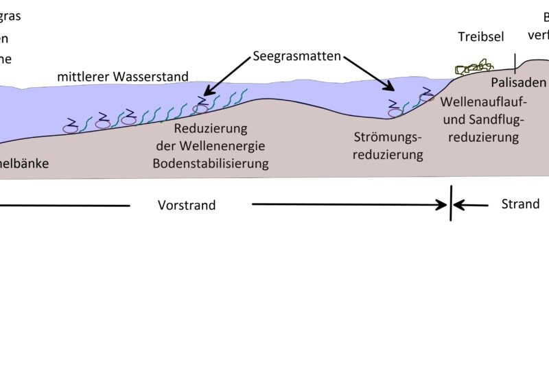 Schematische Darstellung der kummulativen Wirkung von alternativen Küstenschutzmaßnahmen.