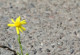 Resilience Flower blooming out of street