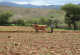 A farmer plows a field with a ox plow