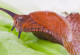 Spanische Wegschnecke auf einem Salatblatt.