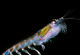 Antarktischer Krill