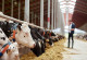 Foto von Rindern in einem Stall. Mensch im Hintergrund zu sehen.