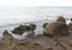 Am Strand von Kap Arkona eine große Fläche mit Algenmatten belegt