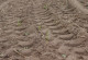 Photo of a tyre track on an arable.