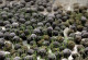 Mehrere Dutzend Saatbälle treiben auf Folien aus.