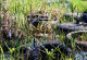     Old car tires into the reeds are between grasses in the water  