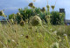 Wiese mit Gras im Vordergrund